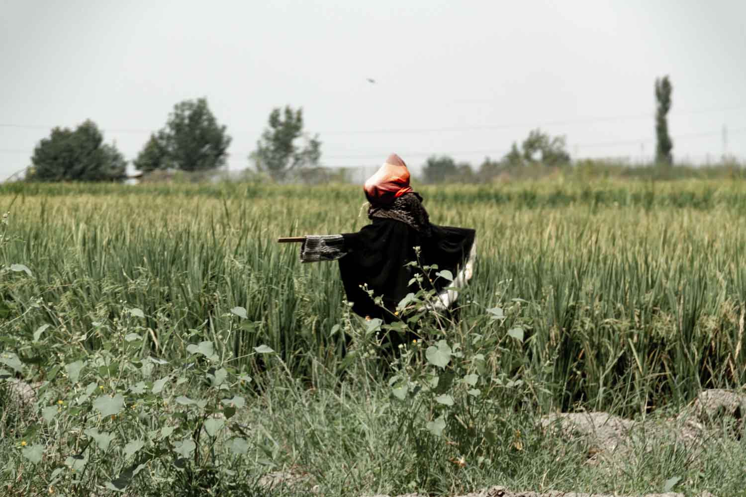 Photo by Mehdi Rahmati(www.mehdirahmati.me)